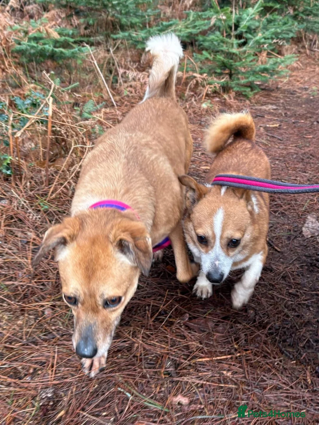 Mixed Breed dogs for adoption: Polly - Norwich Norfolk  - Advert 13