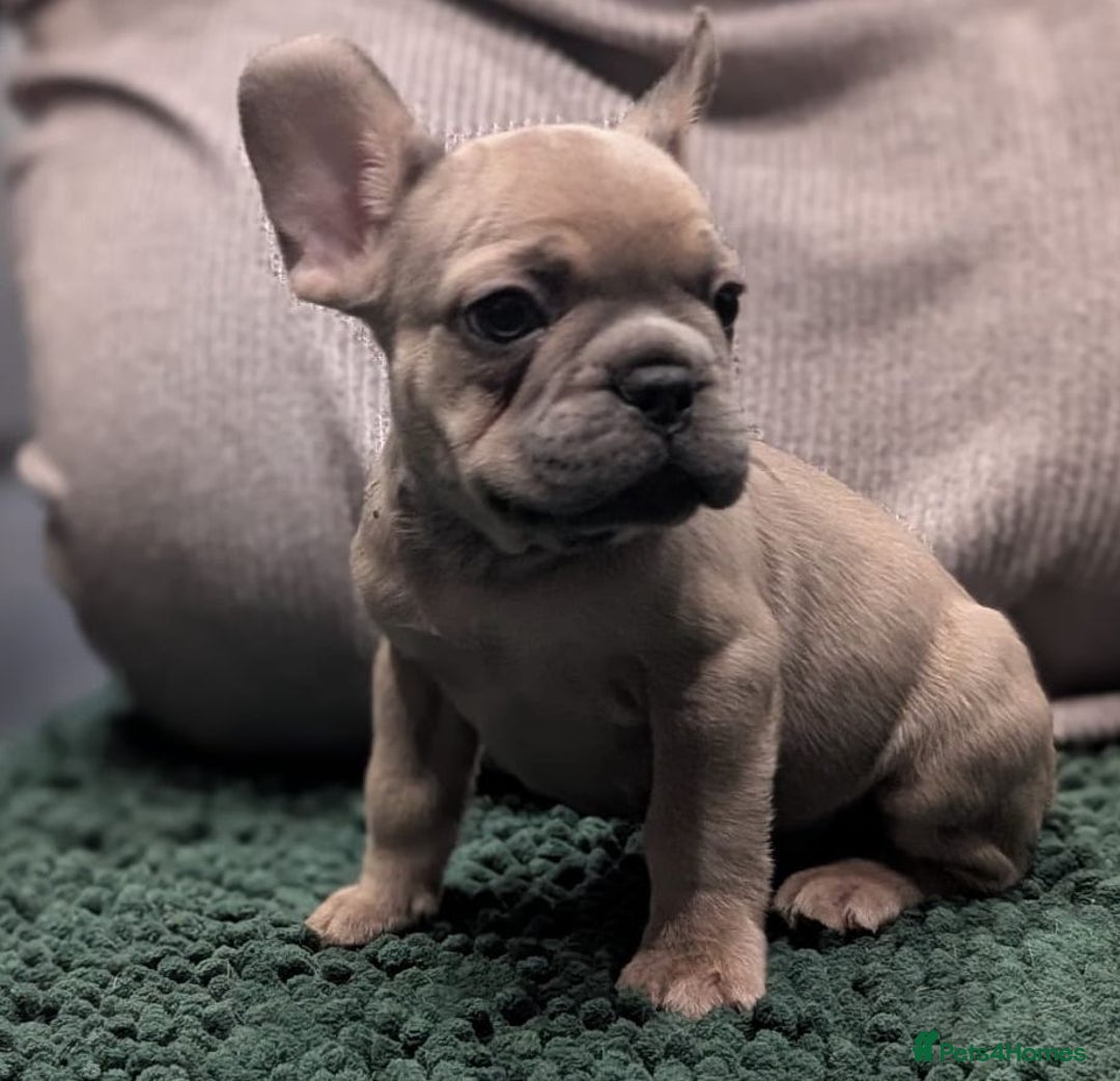 French Bulldog dogs for sale: French Bulldog puppies ready now ❤️ last 2 left - Image 6