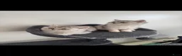 British Shorthair cats for sale: 5 Beautiful British Short hair kittens - Advert 7