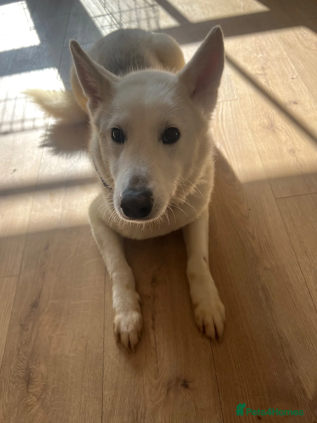 Mixed Breed dogs for sale: Beautiful white and blue female husky  - Advert 1