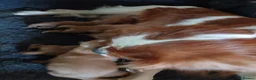 Cavalier King Charles Spaniel dogs for sale: Cute Cavalier boys guaranteed healthy by the vet   - Advert 4