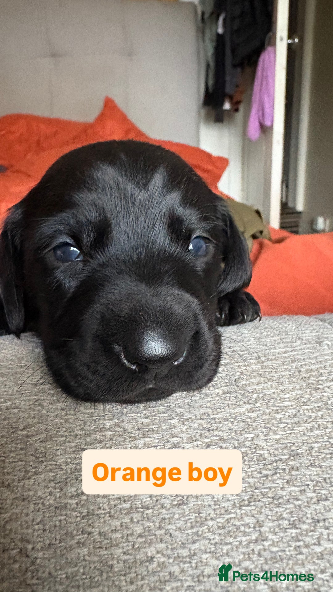 Labradoodle dogs for sale: mini labradoodle mix / LAST 2 GIRLS READY NOW! - Advert 12