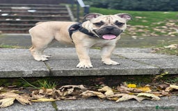 English Bulldog dogs for sale: Female english bulldog puppy  - Advert 10