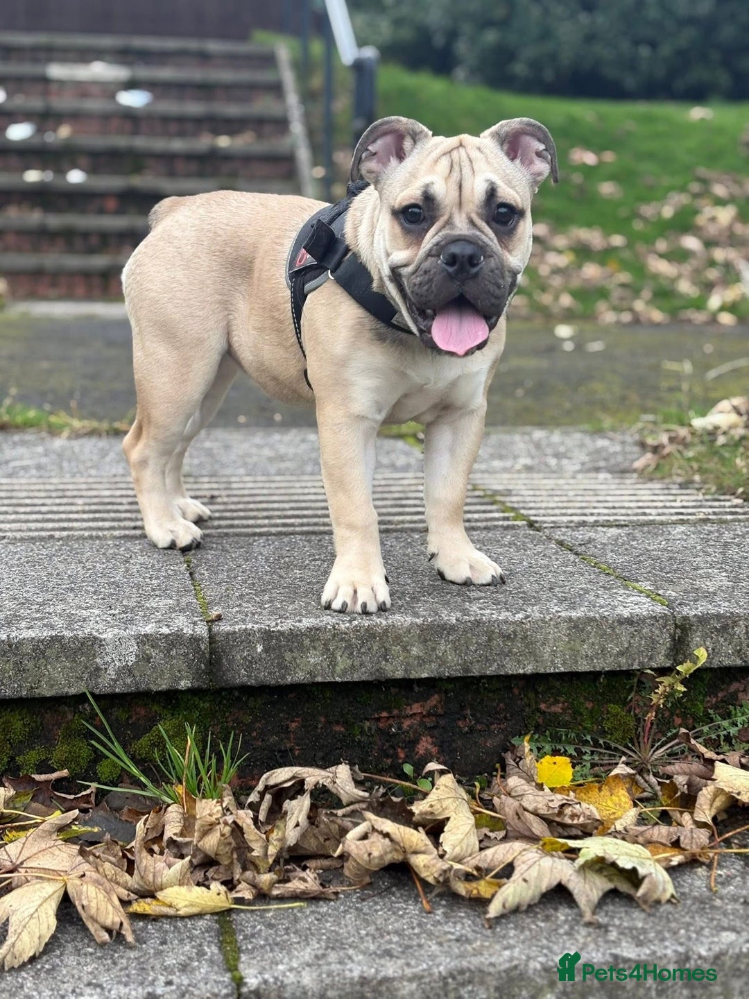 English Bulldog dogs for sale: Female english bulldog puppy  - Advert 10