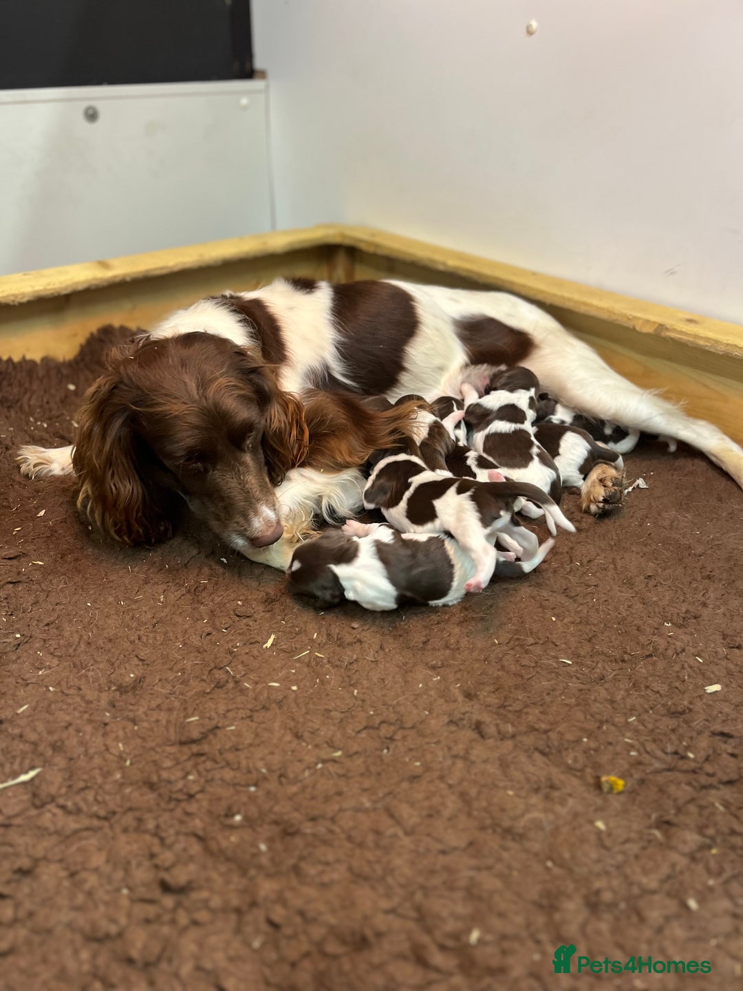 English Springer Spaniel dogs for sale: Springer Spaniel Puppies  in Crewe - Image 7