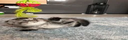 Scottish Fold cats for sale: Lovely , playful kittens looking for home  - Advert 6