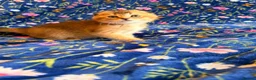 Scottish Fold cats for sale: Pedigree Scottish fold kittens - Advert 2