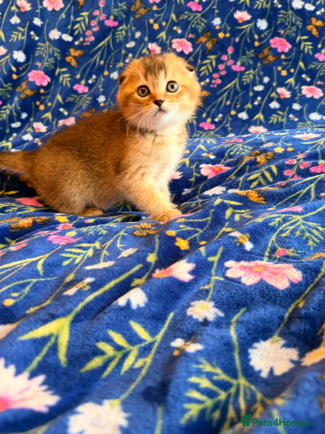 Scottish Fold cats for sale: Pedigree Scottish fold kittens - Advert 2