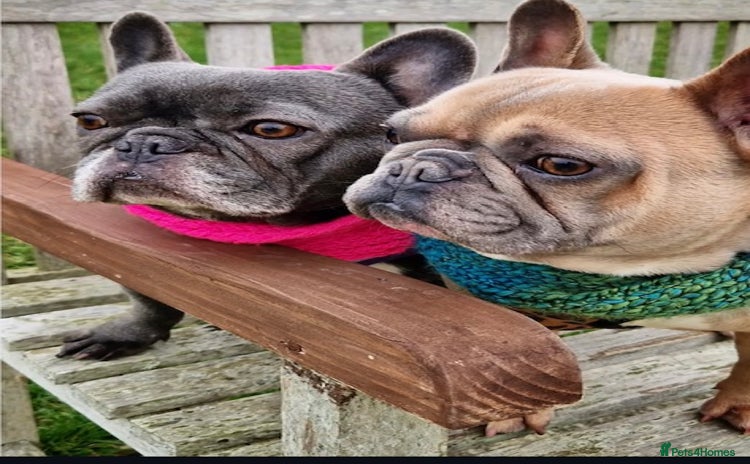 French Bulldog dogs - Advert 1