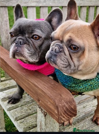 French Bulldog dogs - Advert 1