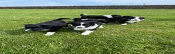 Border Collie dogs for sale: Border Collie Puppy’s litter of 6 gorgeous pups.  - Advert 10