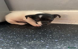 Jack Russell dogs for sale: Jack Russell  - Image 24