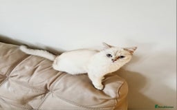 British Shorthair cats for sale: Beautiful BSH Girl  - Image 4
