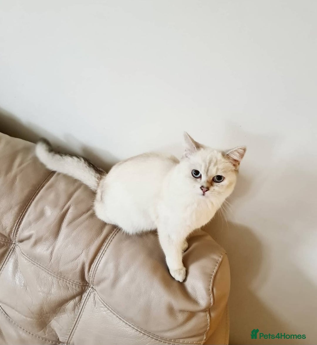 British Shorthair cats for sale: Beautiful BSH Girl  - Image 4