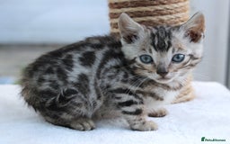 Bengal cats for sale: CUTE BENGAL KITTENS AVAILABLE - Image 20