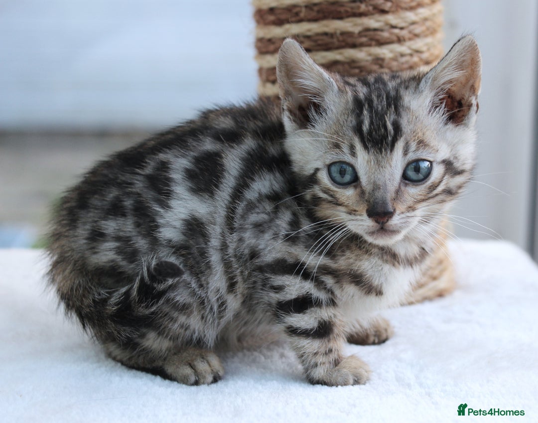 Bengal cats for sale: CUTE BENGAL KITTENS AVAILABLE - Image 20