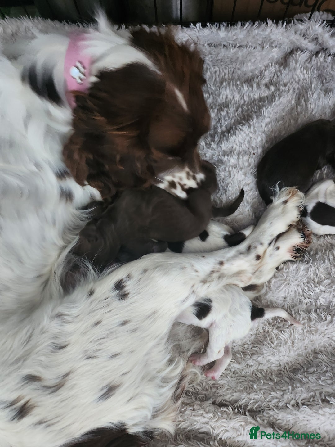 Cocker Spaniel dogs for sale: 7 pups 4 girls 3 boys  - Image 10