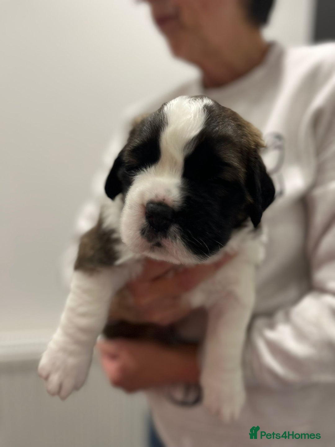 Saint Bernard dogs for sale: 2 beautiful boys for sale - Advert 5