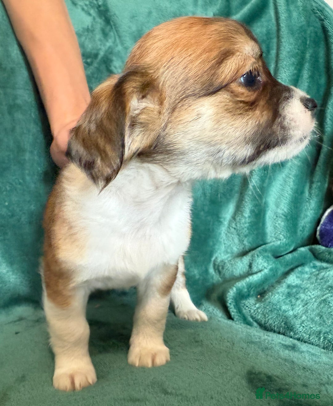 Chihuahua dogs for sale: Chihuahua X Puppies - Image 6