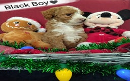 Cockapoo dogs for sale: * 1 Left* Beautiful Unique Cockapoo Puppies - Advert 8