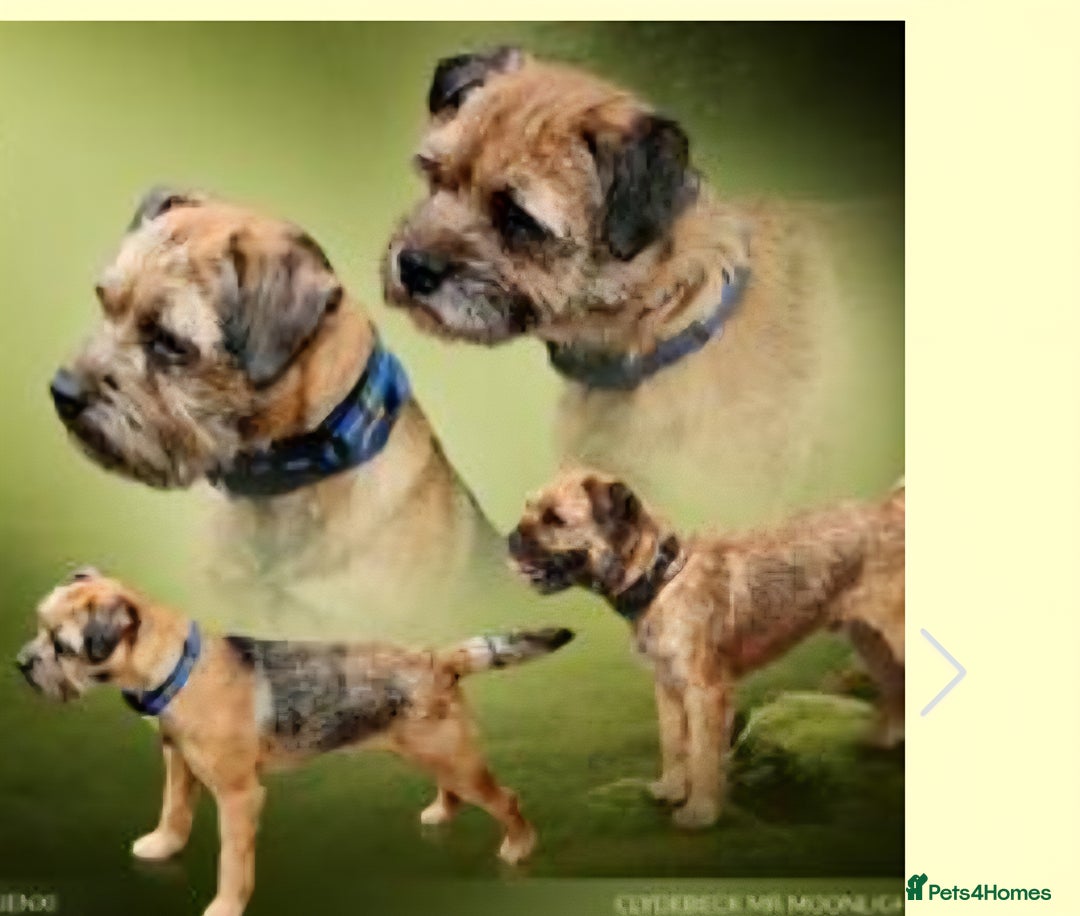 Border Terrier dogs for sale: Border Terrier Puppies - Advert 13