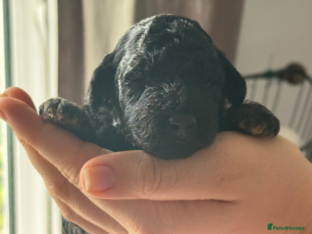 Cockapoo dogs for sale: F1BB Toy Cockapoo puppies - Image 19
