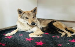 Saarloos Wolfdog dogs for sale: Czechoslovakian wolfdog ( vlciak) IKC reg litter  - Image 4