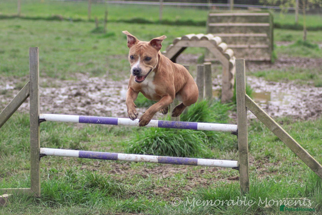 Mixed Breed dogs for sale: Beautiful red female staffy - Image 6