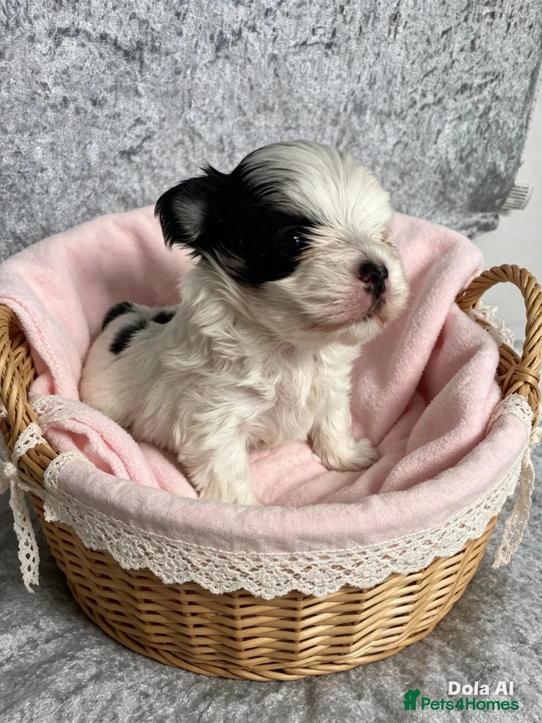 Yorkshire Terrier dogs for sale: Yorkie x Maltese  - Advert 1