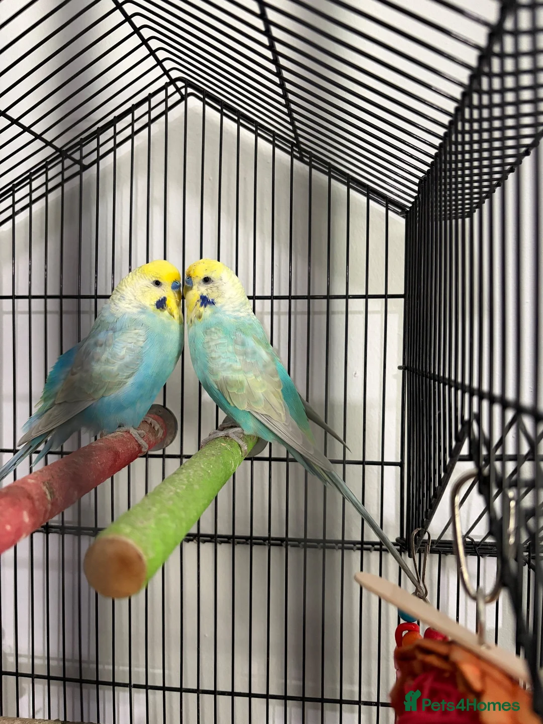 Budgerigars birds for sale: Budgies 2 males plus cage in Lancing - Advert 3
