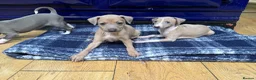 Italian Greyhound dogs for sale: The Most AMAZING colours! - Advert 22