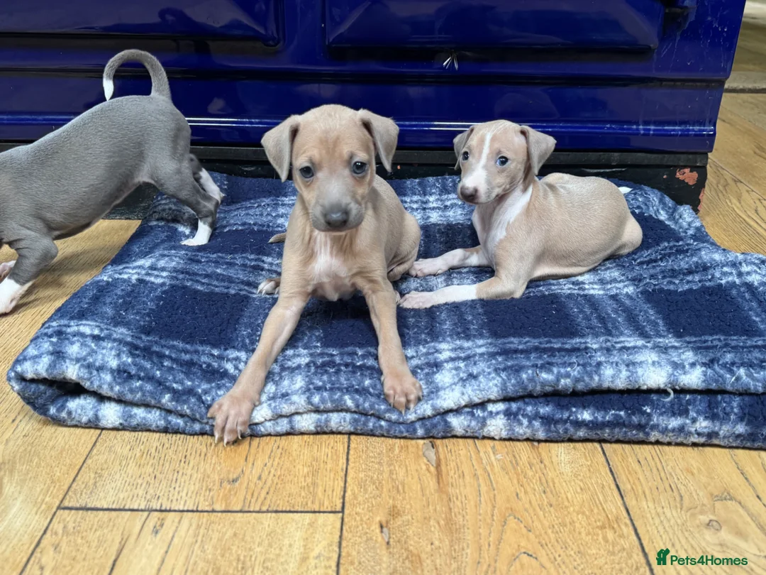 Italian Greyhound dogs for sale: The Most AMAZING colours! - Advert 22