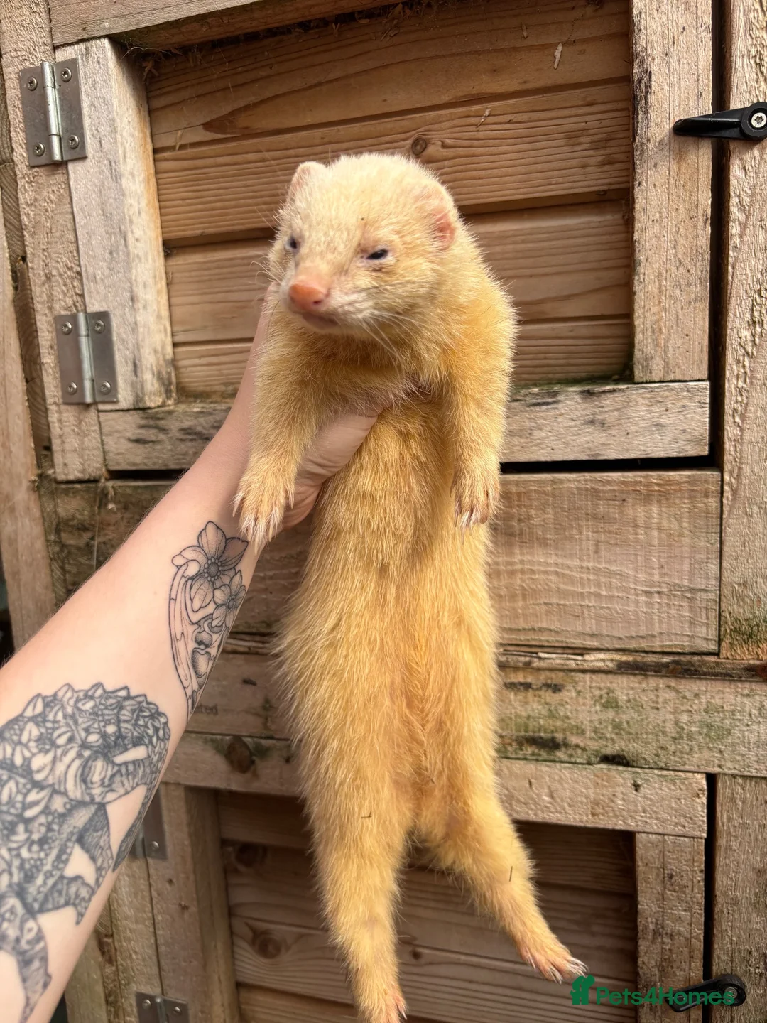 Ferret rodents for sale: Female ferret in Nottingham - Advert 2