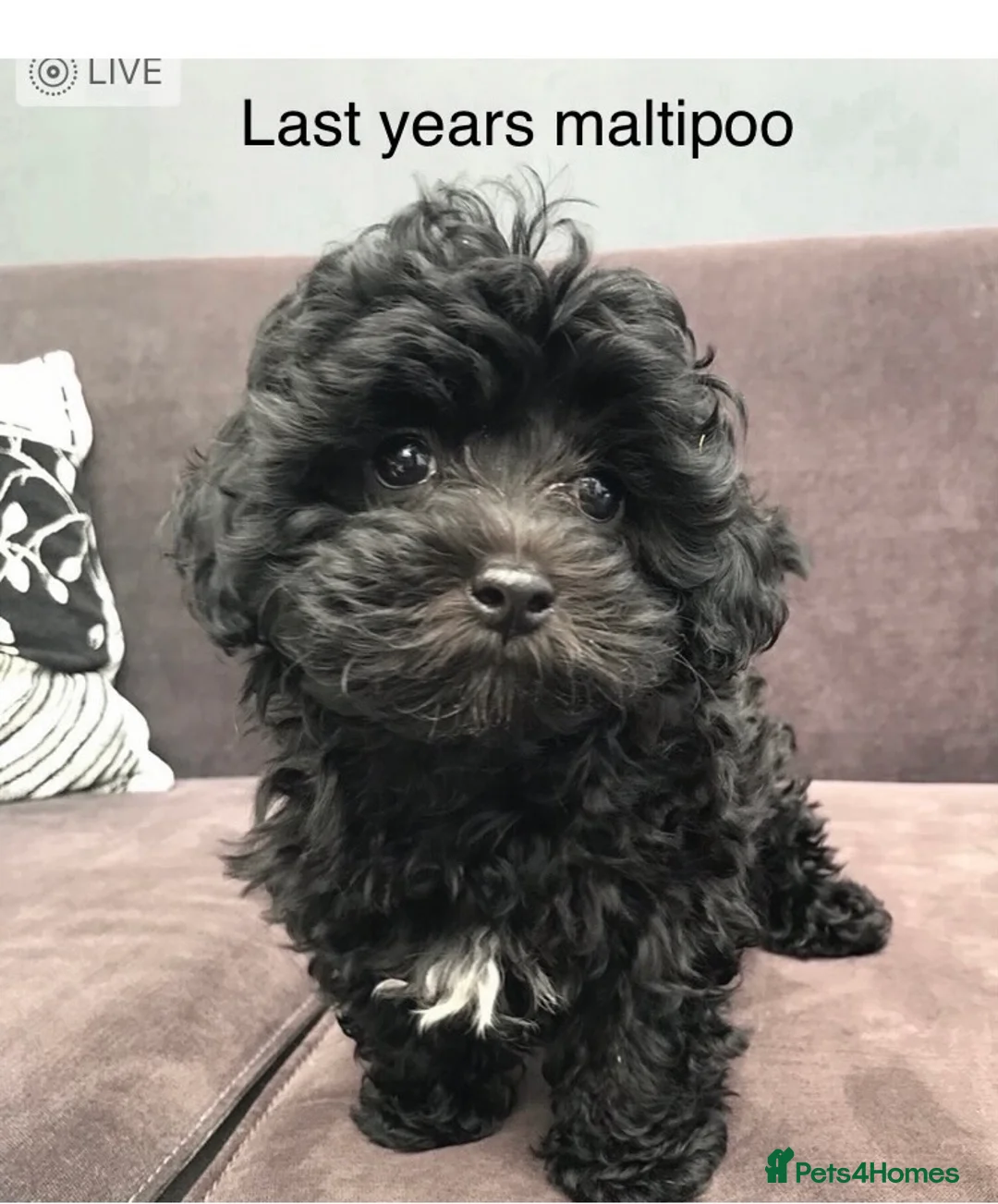 Maltese dogs for stud: Gorgeous Maltese At STUD in Coventry - Advert 6