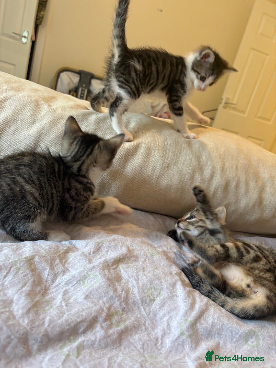 British Shorthair cats for sale: kittens  - Image 6