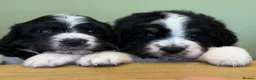 Bernedoodle dogs for sale: Bernadoodle pups homebred  - Advert 11