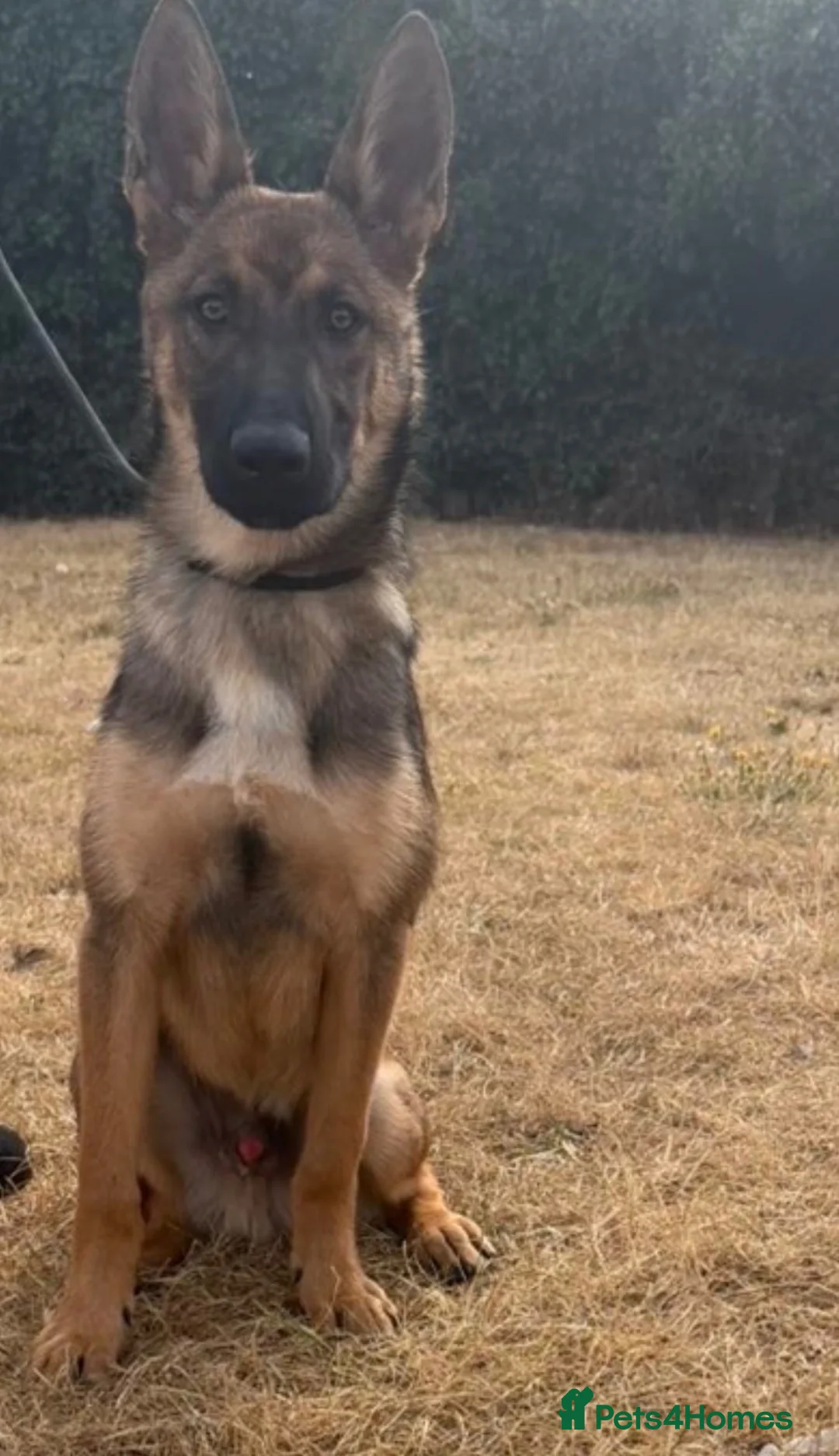 Mixed Breed dogs for sale: Belgium malinois cross in Sutton-in-Ashfield - Advert 2