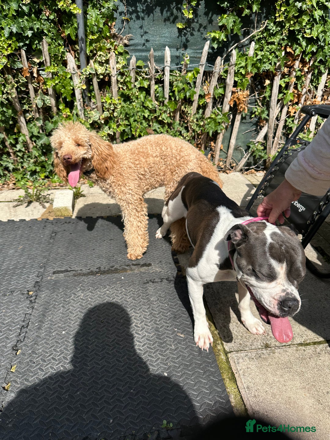 Mixed Breed dogs for sale: Oldiepoo puppies for sale  - Advert 6