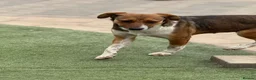 Mixed Breed dogs for adoption: Pretty Luna looking for love - Advert 18