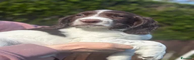English Springer Spaniel Puppy 3