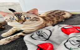 Bengal cats for sale: ❄️Pure Gorgeous Snow Minx❄️ - Advert 6