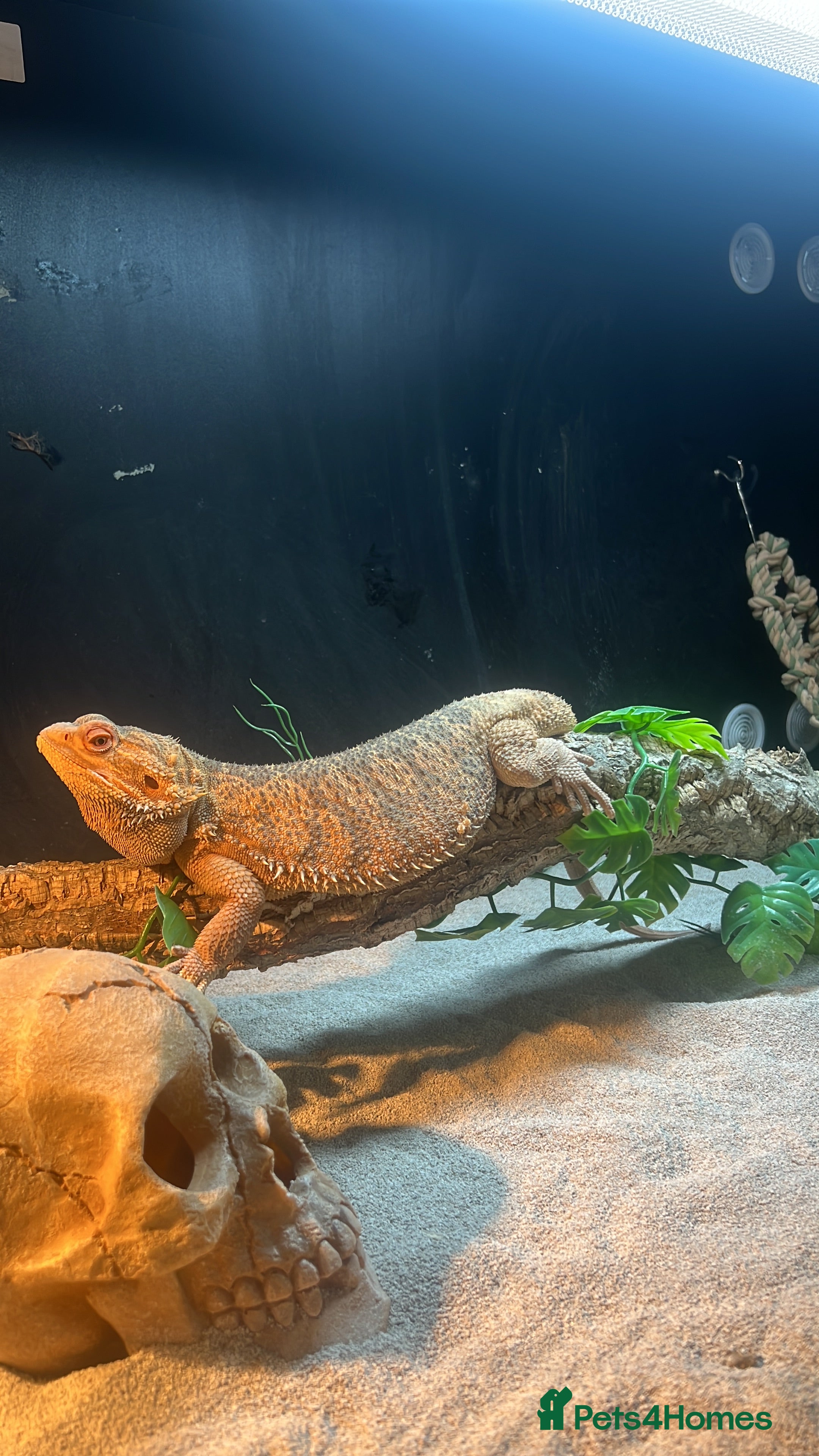 Bearded Dragon reptiles Bearded dragon  in Thame - Advert 2