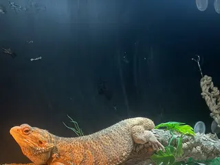 Bearded Dragon reptiles Bearded dragon in Thame - Advert 2