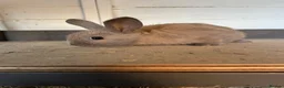 Mixed Breed rabbits for sale: Bunnies  - Advert 2