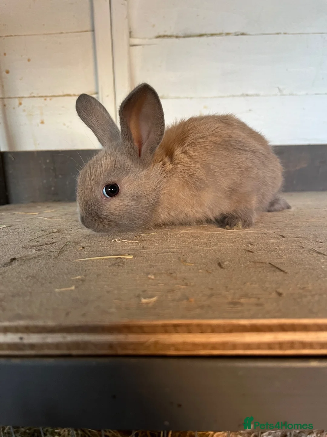 Mixed Breed rabbits for sale: Bunnies  - Advert 2
