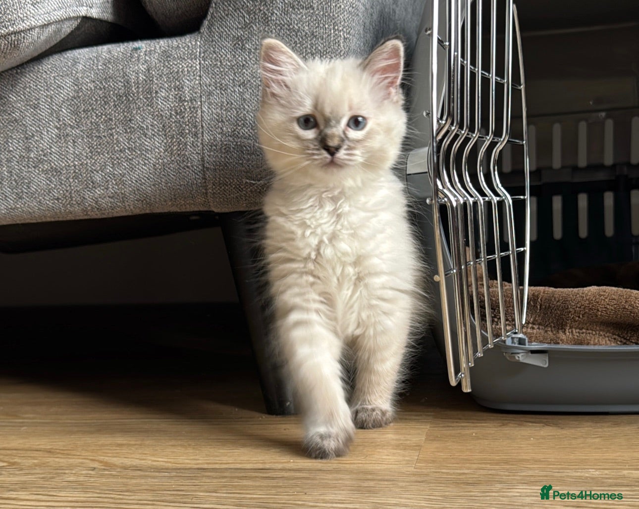Ragdoll cats Female ragdoll kitten  - Advert 8