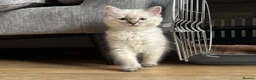 Ragdoll cats for sale: Female ragdoll kitten  - Advert 1