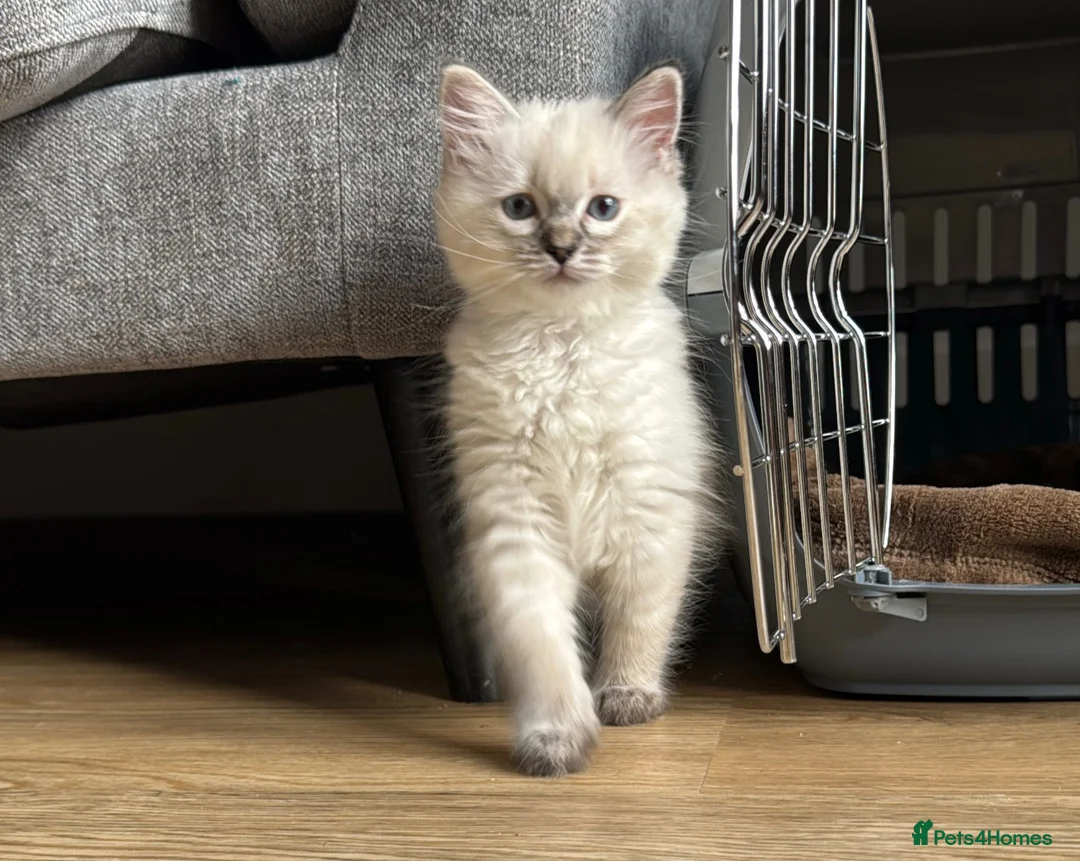 Ragdoll cats for sale: Female ragdoll kitten  - Advert 1