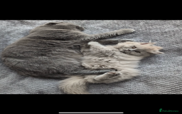 British Shorthair cats for sale: British short hair mix Scottish  - Advert 9