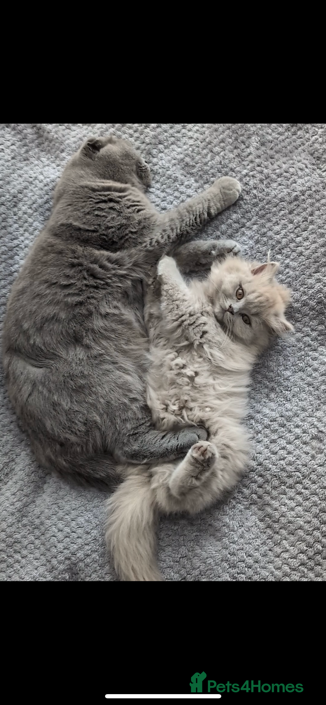 British Shorthair cats for sale: British short hair mix Scottish  - Advert 9